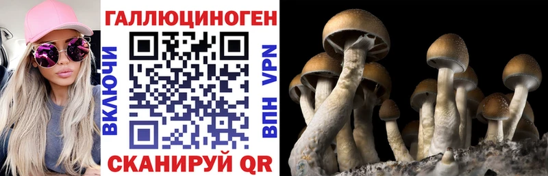 Псилоцибиновые грибы Psilocybe  дарнет шоп  Гаджиево 